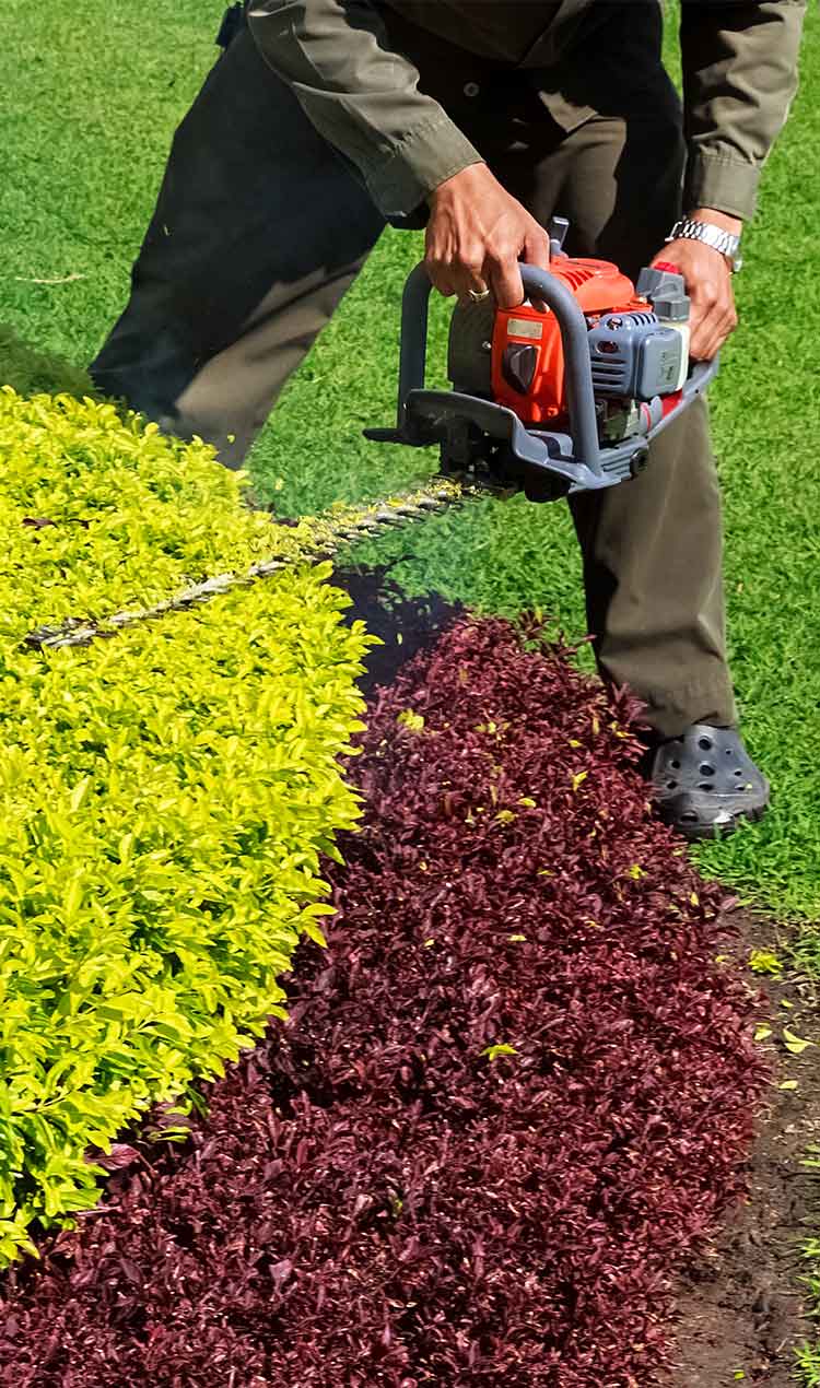 giardinaggio manutenzione del verde roma prezzo